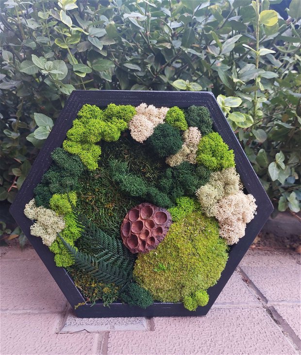 Tablou hexagon cu licheni, muschi si plante stabilizate