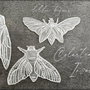 Set 3 brose Insecte