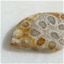Cabochon coral fosil  (lucrat manual in INDIA) aprox 5.5x18x36 mm