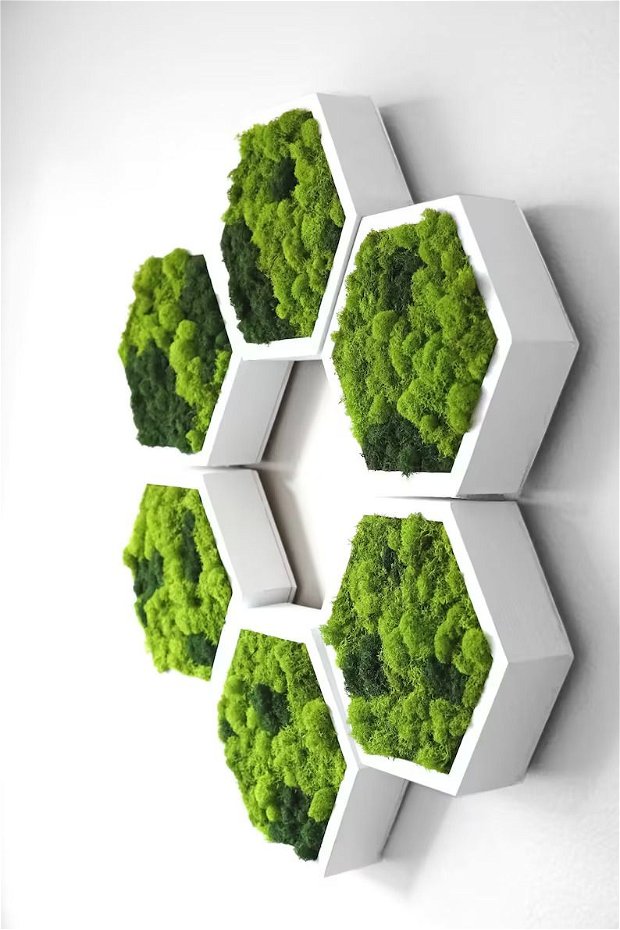 Hexagon din licheni 35x30 cm