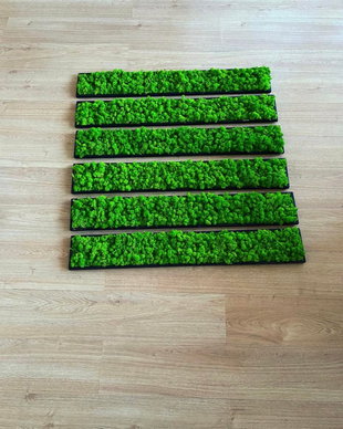 Set tablouri din licheni 100x15 cm