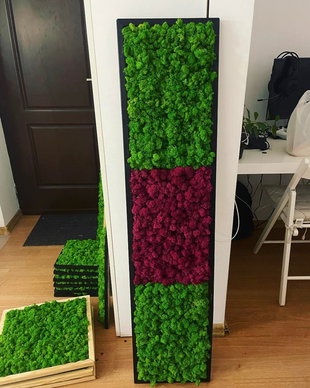 Tablou din licheni 100x30 cm