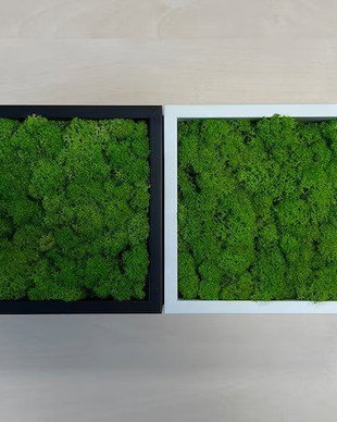 Set tablouri din licheni naturali