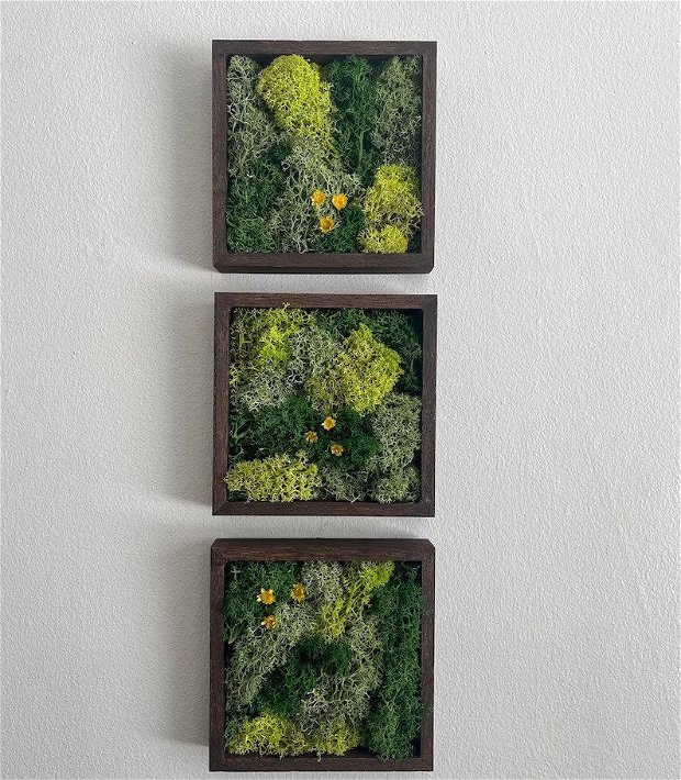 Set tablouri licheni naturali