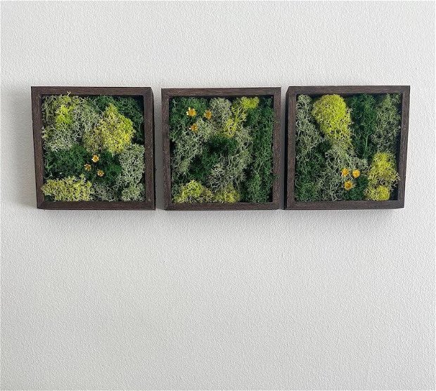 Set tablouri licheni naturali