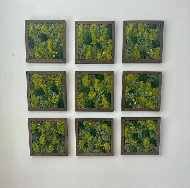 Set tablouri din licheni naturali