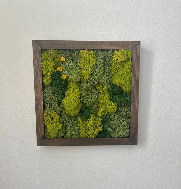 Set tablouri din licheni naturali