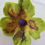 Brosa impaslita