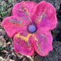 Brosa impaslita