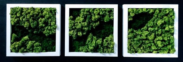 Set tablou din licheni naturali
