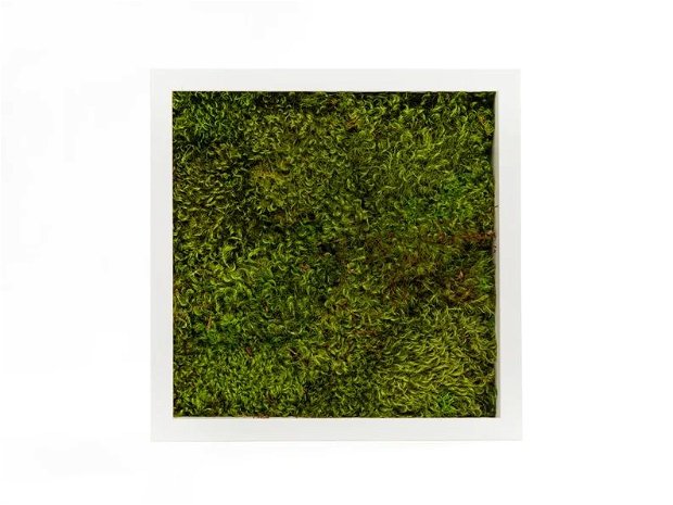 Tablou din licheni naturali 20x20 cm