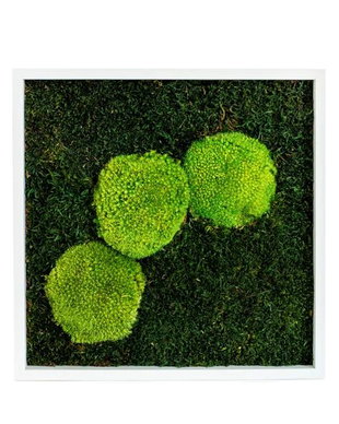 Tablou din licheni naturali 20x20 cm