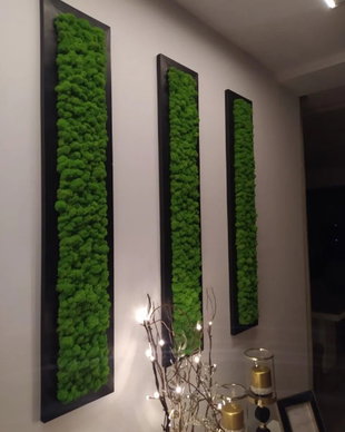 Set tablouri din licheni naturali 100x20 cm