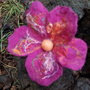 Brosa impaslita