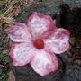 Brosa impaslita
