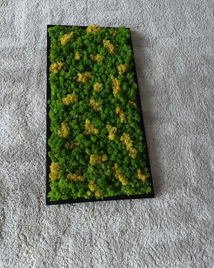 Tablou din licheni 80x40 cm