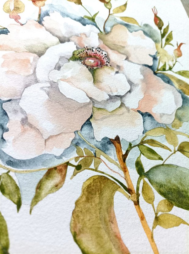 Tablou White Rose - Studiu Botanic, Pictura Originala in Acuarela, Nature and Colors Collection