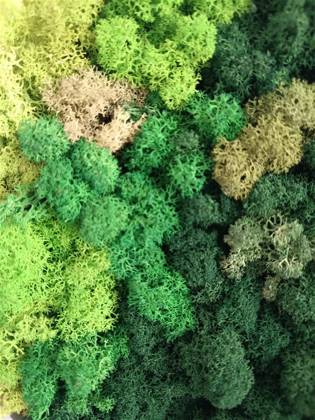 Tablou cu licheni - luminiș & desiș de pădure