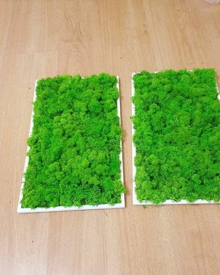 Set tablouri din licheni stabilizati naturali