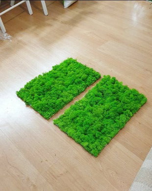 Set tablouri din licheni stabilizati naturali