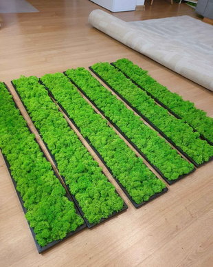 Set tablouri din licheni stabilizati naturali