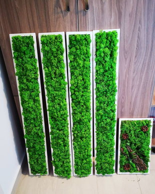 Set tablouri din licheni stabilizati naturali