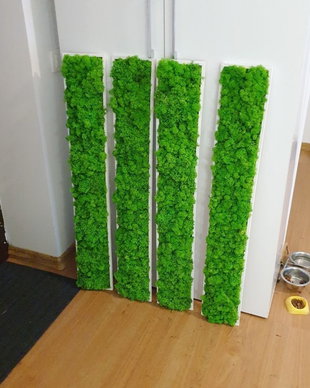 Set tablouri din licheni stabilizati naturali