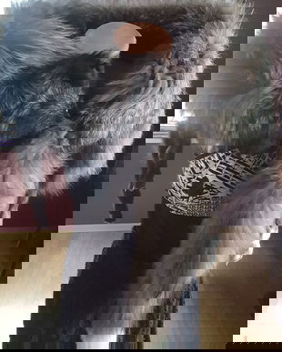 GULER/ETOLA VULPE ARGINTIE INTREAGA - ABSOLUT SUPERB