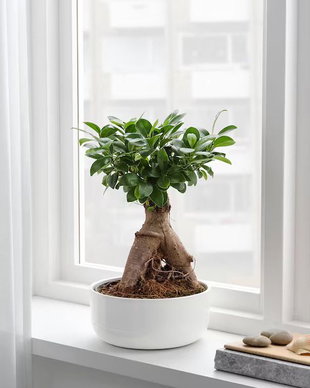 Plantă naturală în ghiveci, bonsai/culori asortate, 22 cm