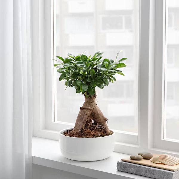 Plantă naturală în ghiveci, bonsai/culori asortate, 22 cm