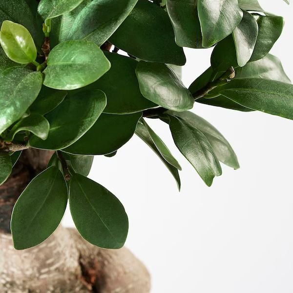 Plantă naturală în ghiveci, bonsai/culori asortate, 22 cm