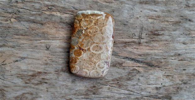 Cabochon coral fosil, 36x23 mm
