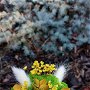 Aranjament floral cu licheni si mini trandafir