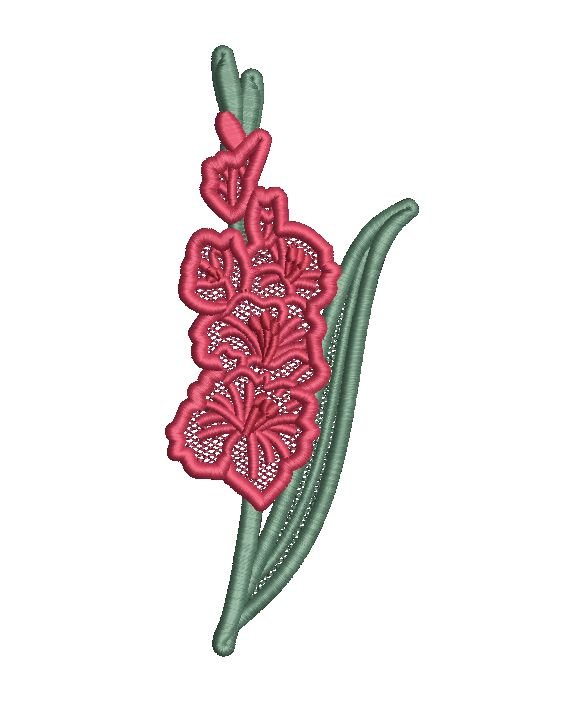 Gladiola floarea lunii august