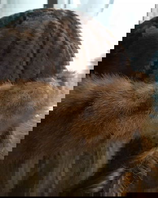 SUPERBA CACIULA ASTRAHAN BREITSCHWANZ SI NURCA MARIME 58