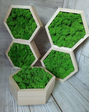 Set 5B Hexagon din licheni naturali L15