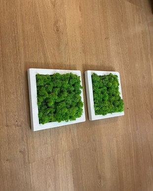 Set 2B tablouri din licheni naturali 20x20 cm