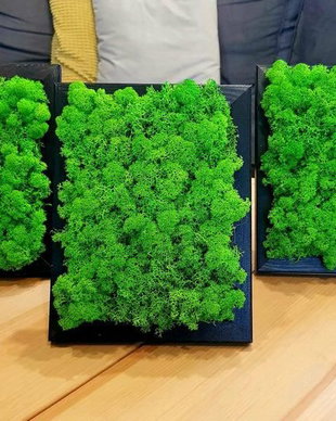 Set 3B tablou din licheni naturali stabilizati 30x15 cm