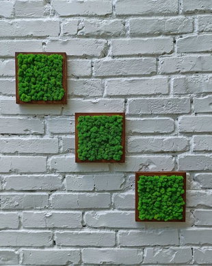 Set 3B Tablou din licheni naturali si stabilizati