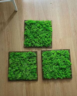 Set 3B Tablou din licheni naturali si stabilizati