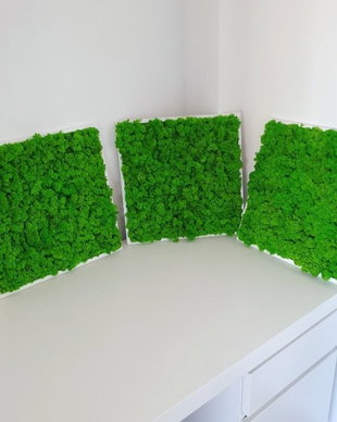 Set 3B Tablou din licheni naturali si stabilizati
