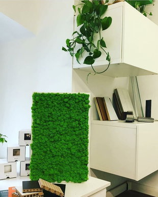 Tablou din licheni naturali si stabilizati