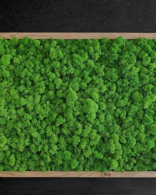 Tablou din licheni naturali si stabilizati