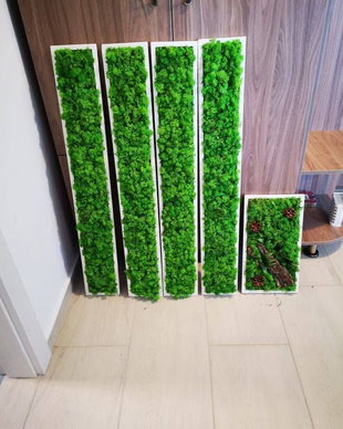 Set 5B Tablou din licheni naturali si stabilizati