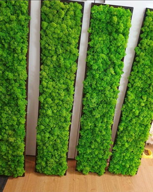 Set 5B Tablou din licheni naturali si stabilizati