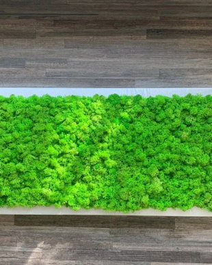 Tablou din licheni naturali si stabilizati