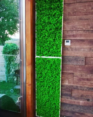 Set 2B Tablou din licheni naturali si stabilizati