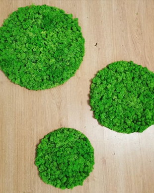 Set 3 cercuri din licheni naturali si stabilizati