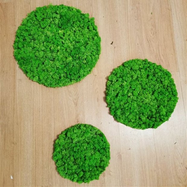 Set 3 cercuri din licheni naturali si stabilizati