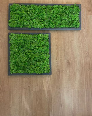Set 2B Tablou din licheni naturali si stabilizati